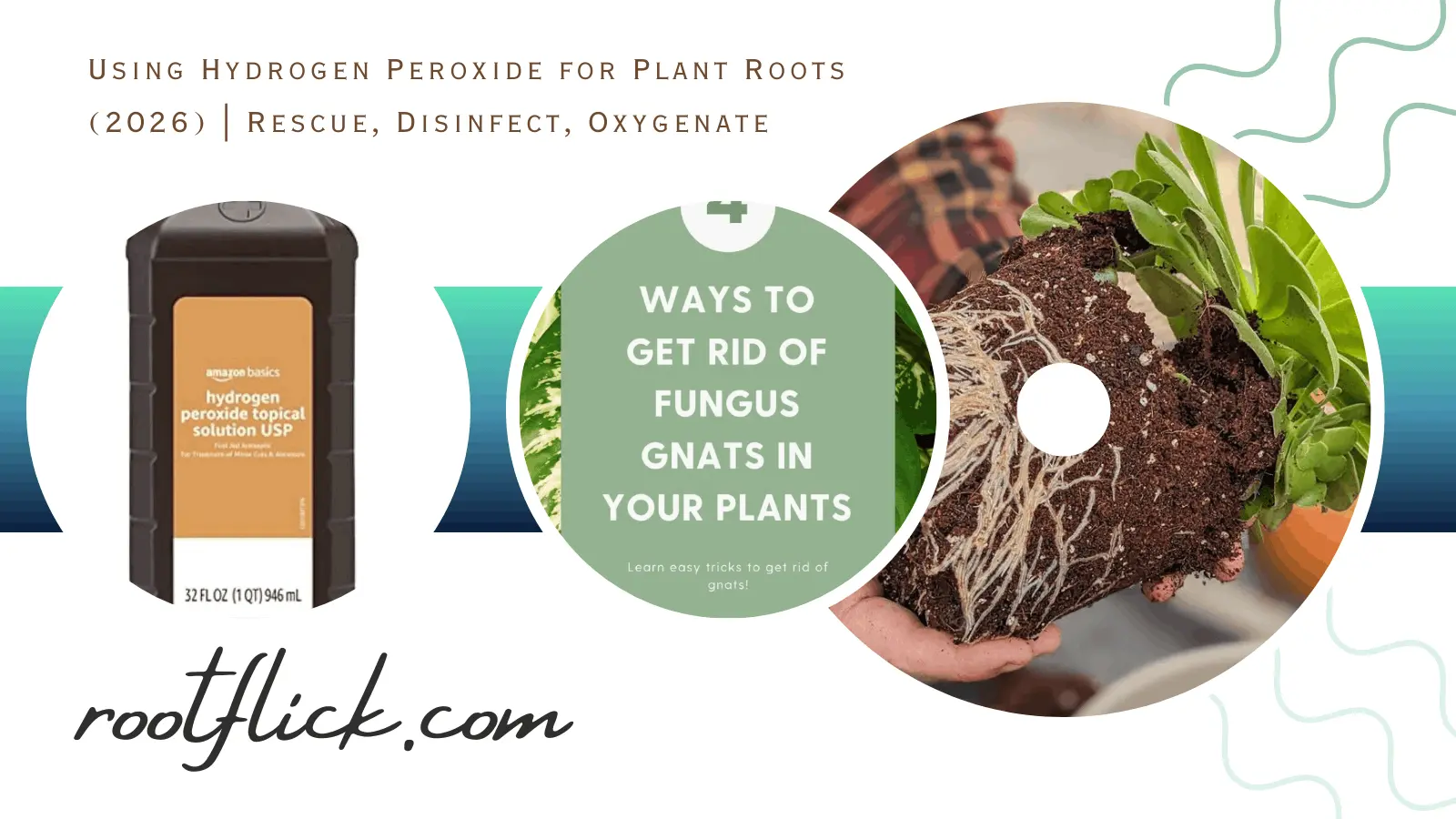 Hydrogen Peroxide for Plant Roots: Safe Ratio and Use
